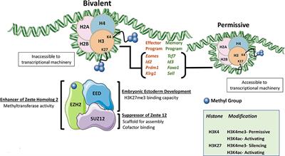 EZH2 as a Regulator of CD8+ T Cell Fate and Function